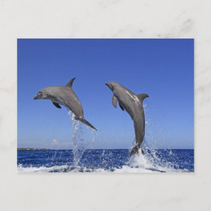 Delfin 2 briefkaart