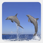 Delfin 2 vierkante sticker (Voorkant)