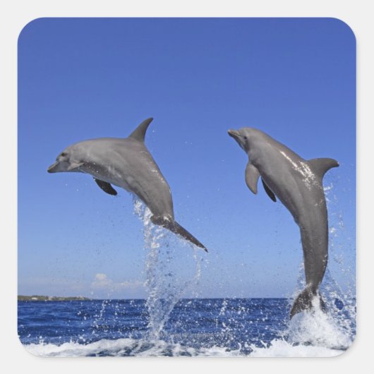 Delfin 2 vierkante sticker (Voorkant)
