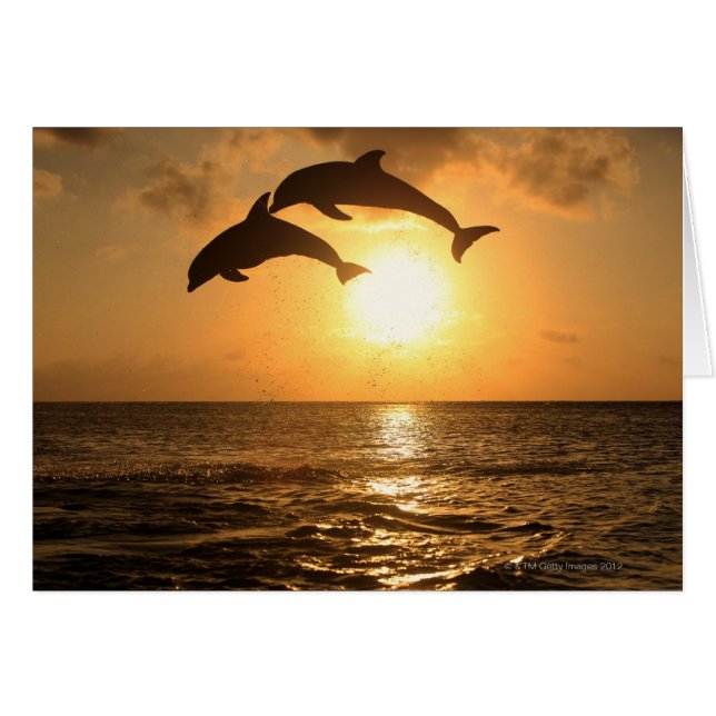 Delfin 3 (Voorkant Horizontaal)