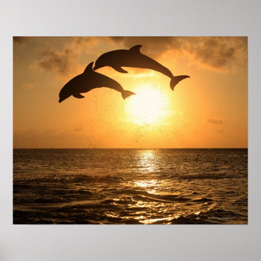 Delfin 3 poster (Voorkant)