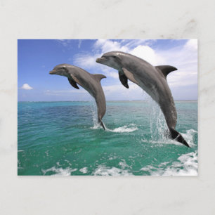 Delfin Briefkaart