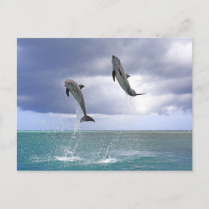 Delfin, Delphin, Grosser Tuemmler, Tursiops 2 Briefkaart