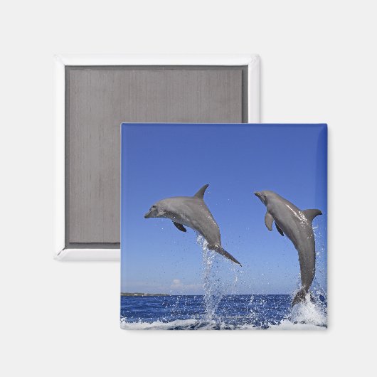 Delfin, Delphin, Grosser Tuemmler, Tursiops 3 Magneet (Voorkant / Achterkant)