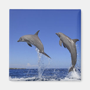 Delfin, Delphin, Grosser Tuemmler, Tursiops 3 Magneet