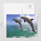 Delfin, Delphin, Grosser Tuemmler, Tursiops 4 Briefkaart (Voorkant / Achterkant)