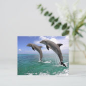 Delfin, Delphin, Grosser Tuemmler, Tursiops 4 Briefkaart (Staand voorkant)