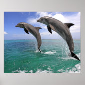Delfin, Delphin, Grosser Tuemmler, Tursiops 4 Poster (Voorkant)
