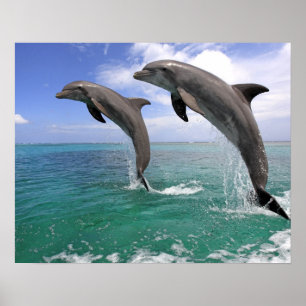 Delfin, Delphin, Grosser Tuemmler, Tursiops 4 Poster