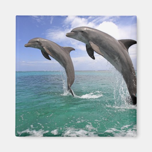 Delfin Magneet (Voorkant)