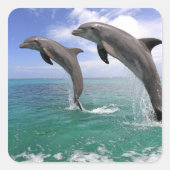 Delfin Vierkante Sticker (Voorkant)