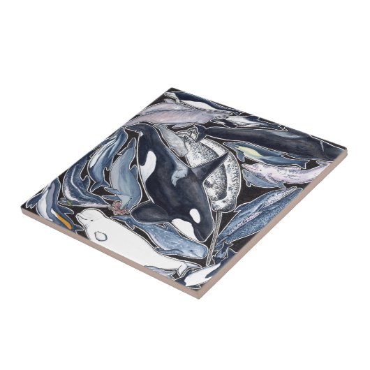 Delfines, orcas, belugas y narvales tegeltje (Zijkant)