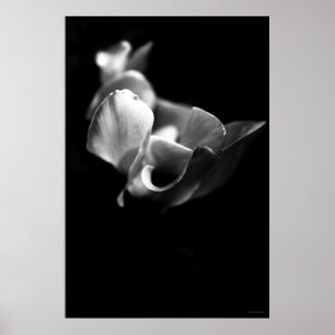 delicaat poster
