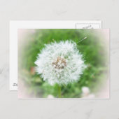 delicaat wit bloesem briefkaart (Voorkant / Achterkant)