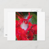 Delicate Beauty: rode bloem met witte veer Briefkaart (Voorkant / Achterkant)