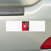 Delicate Beauty: rode bloem met witte veer Bumpersticker (Op auto)