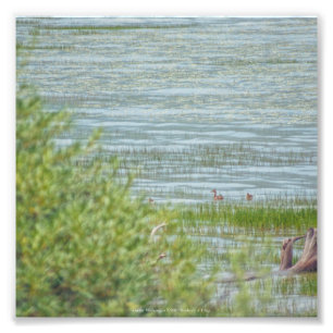 Delicate beweging foto afdruk