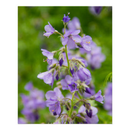Delicate blauwe bloemen op een groen veld in een l perfect poster