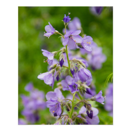 Delicate blauwe bloemen op een groen veld in een l perfect poster (Voorkant)
