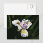 delicate bloem briefkaart (Voorkant / Achterkant)