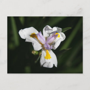 delicate bloem briefkaart