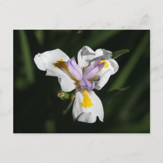delicate bloem briefkaart (Voorkant)