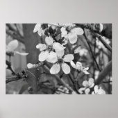 Delicate Blossom 3623 Poster (Voorkant)