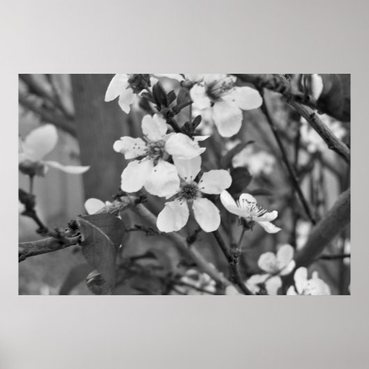 Delicate Blossom 3623 Poster (Voorkant)