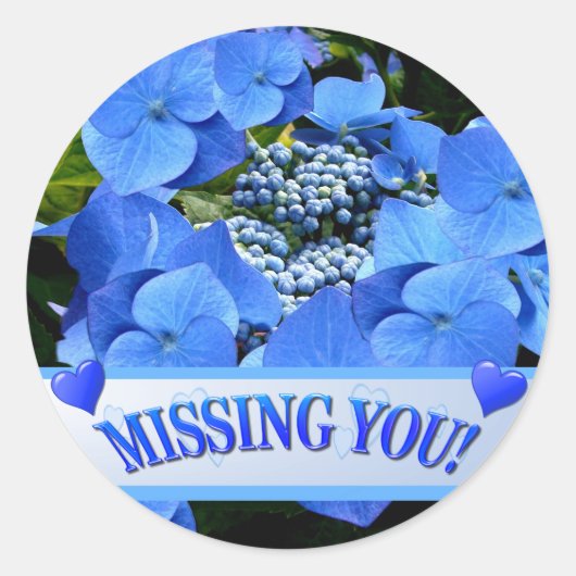 Delicate Blue Lacecap Hydrangea Ronde Sticker (Voorkant)