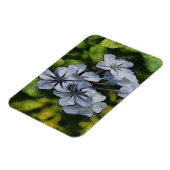 Delicate Blue Plumbago Blossom Painting Magneet (Linkerzijde)
