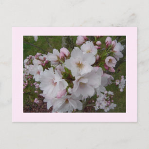 Delicate Cherry Blossom Briefkaart