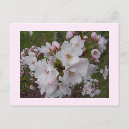 Delicate Cherry Blossom Briefkaart (Voorkant)