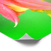 Delicate Columbine Flower Poster (Hoek)