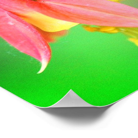 Delicate Columbine Flower Poster (Hoek)