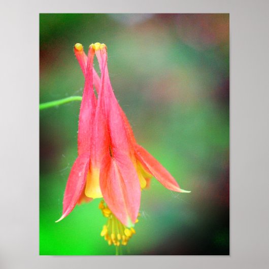 Delicate Columbine Flower Poster (Voorkant)