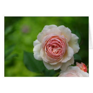 Delicate Creamy-Roos