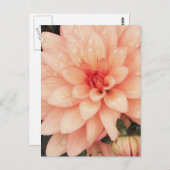 Delicate Dahlia Briefkaart (Voorkant / Achterkant)