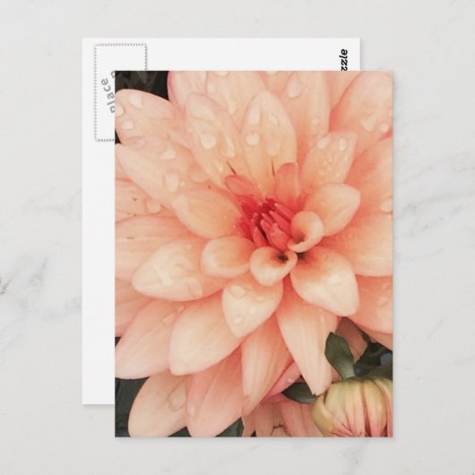 Delicate Dahlia Briefkaart (Voorkant / Achterkant)