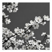 Delicate Dance: Kersenbloesems in zwart-wit Foto Afdruk (Voorkant)