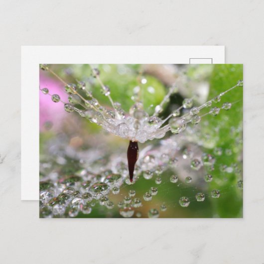 Delicate Dandelion Abstract Briefkaart (Voorkant / Achterkant)