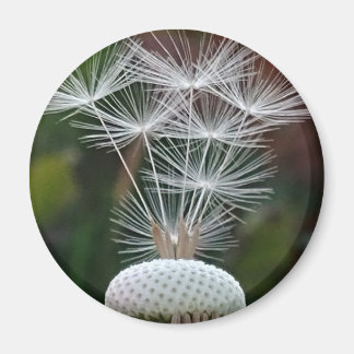 Delicate Dandelion Seeds  Magneet