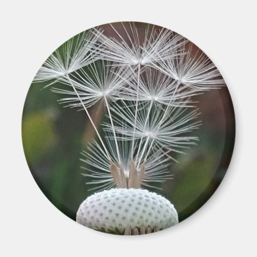 Delicate Dandelion Seeds  Magneet (Voorkant)