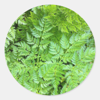 Delicate Ferns Ronde Sticker