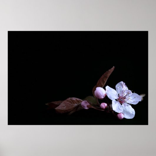 Delicate Flower Poster (Voorkant)