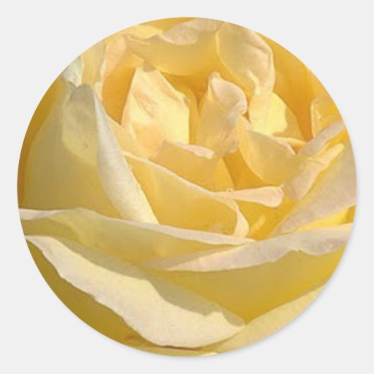 Delicate Geel Rose Foto Ronde Sticker (Voorkant)
