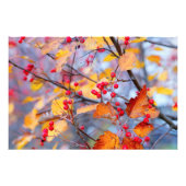 Delicate hawthorn-bessen in het najaar foto afdruk (Voorkant)