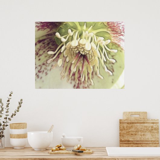 Delicate Hellebore Blossom Poster (Keuken)