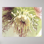Delicate Hellebore Blossom Poster (Voorkant)