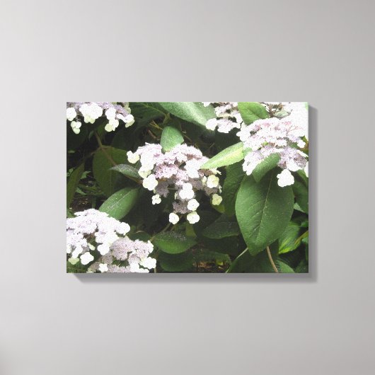 Delicate Hydrangeas Canvas Afdruk (Voorkant)