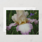Delicate Iris Briefkaart (Voorkant / Achterkant)